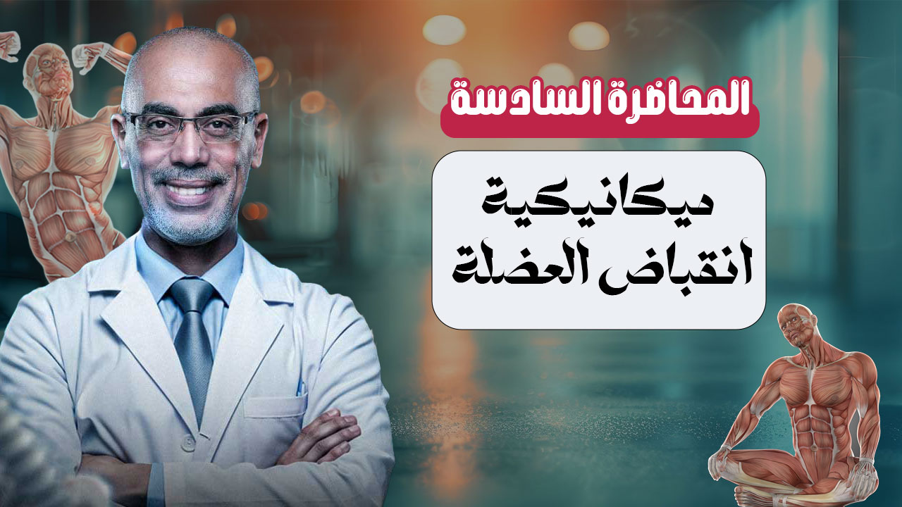 المحاضرة ال6 ميكانيكية  انقباض العضلة