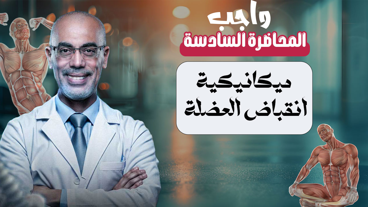 واجب  المحاضرة ال6 ميكانيكية انقباض العضلة